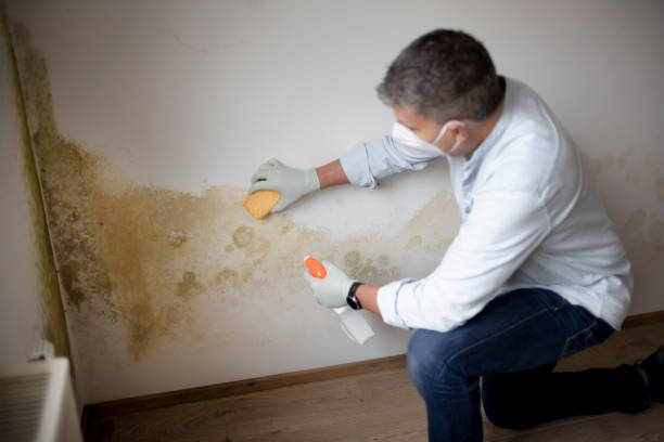 Best Mold Remediation for Healthcare Facilities  in Harwood Heights, IL