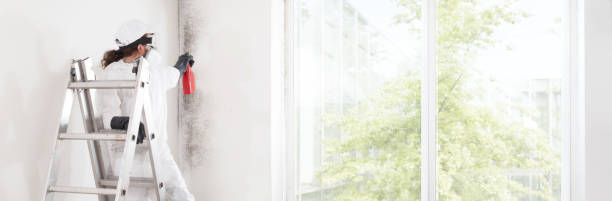 Best Mold Prevention Services  in Harwood Heights, IL