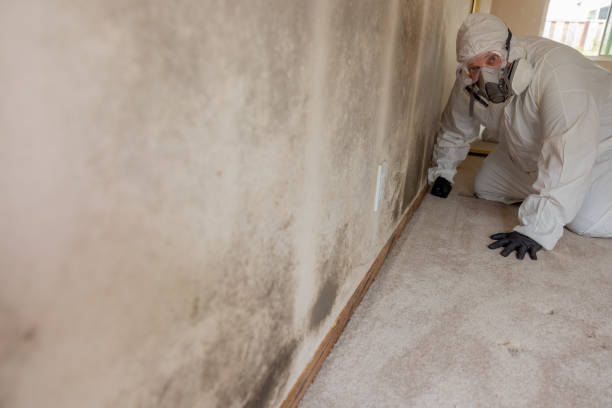  Harwood Heights, IL Mold Removal Pros